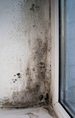 window mold. increased humidity of the plastic window.