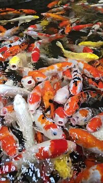 Slow motion of colorful fancy carps or koi fishes swimming in a pond and fiding food. Vertical video for smartphone footage.
