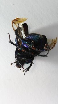 The beetle is trying to turn over from its back to its paws, parasites on the beetle
