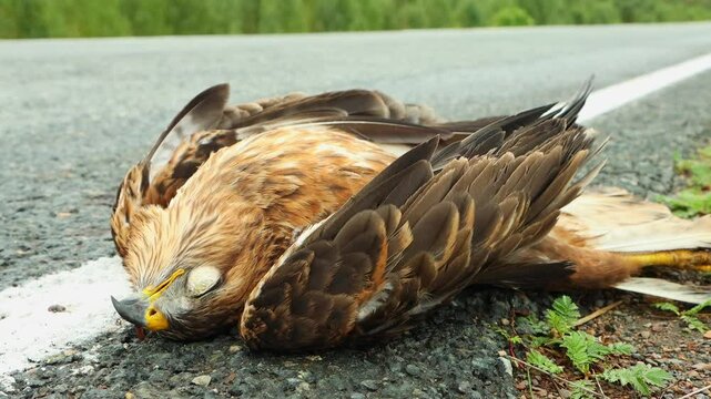 Bird of prey on the side of the highway, killed by a car