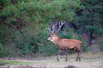 Red deer stag (Cervus elaphus,) hanging around and showing dominant behaviour on a field with heather in the forest in the rutting season in Hoge Veluwe National Park in the Netherlands