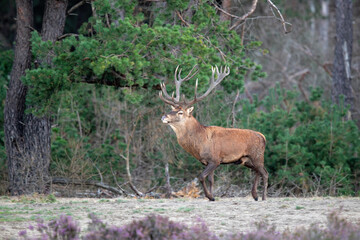 Red deer stag (Cervus elaphus,) hanging around and showing dominant behaviour on a field with heather in the forest in the rutting season in Hoge Veluwe National Park in the Netherlands
