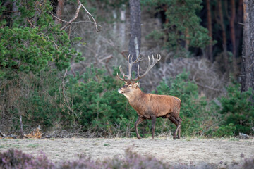 Red deer stag (Cervus elaphus,) hanging around and showing dominant behaviour on a field with heather in the forest in the rutting season in Hoge Veluwe National Park in the Netherlands