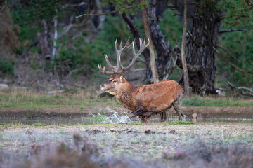 Red deer stag (Cervus elaphus,) hanging around and showing dominant behaviour on a field with heather in the forest in the rutting season in Hoge Veluwe National Park in the Netherlands