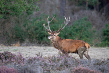 Red deer stag (Cervus elaphus,) hanging around and showing dominant behaviour on a field with heather in the forest in the rutting season in Hoge Veluwe National Park in the Netherlands