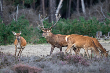 Red deer stag (Cervus elaphus,) hanging around and showing dominant behaviour on a field with heather in the forest in the rutting season in Hoge Veluwe National Park in the Netherlands