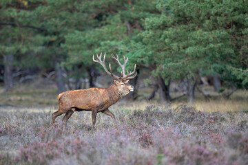 Red deer stag (Cervus elaphus,) hanging around and showing dominant behaviour on a field with heather in the forest in the rutting season in Hoge Veluwe National Park in the Netherlands