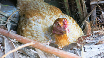 hen hatching eggs in dried leaves nest inside chicken coop. fresh egg from the farm. homesteading...