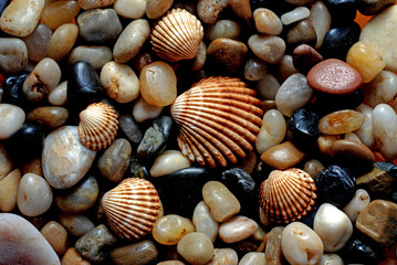 Collection of shells