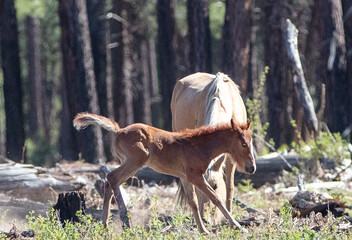 Wild horse baby foal playing in the Apache Sitgreaves National Forest mountains in Heber Arizona United States