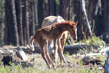 Wild horse baby foal jumping in the Apache Sitgreaves National Forest mountains in Heber Arizona United States