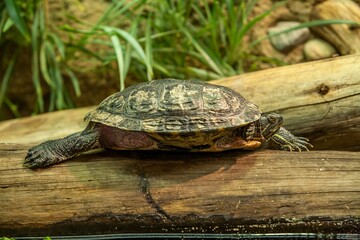 A western pond turtle on a log in a stream near Bend, Oregon