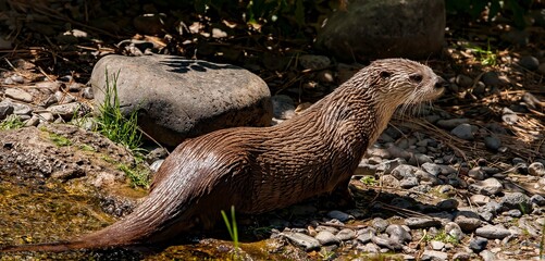 A river otter on a stream bank near Bend, Oregon