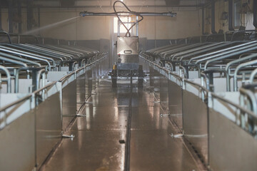 A robot washes a modern pig farm in Denmark