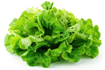 Head Lettuce. Fresh Green Cabbage Lettuce Leaf Isolated on White Background