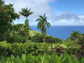 palm trees on the beach