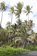 palm trees on the beach