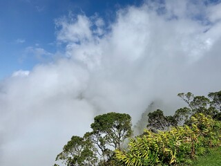 tree in the sky