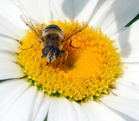 Eine Schwebfliege auf einer Margerite