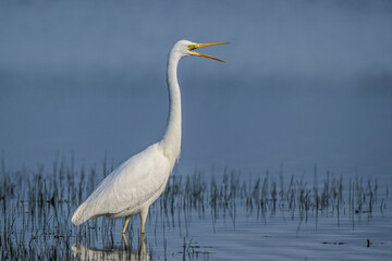 Grande Aigrette (Ardea alba - Great Egret)