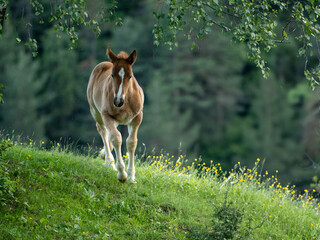 Young Foal Walking in a Spring Meadow