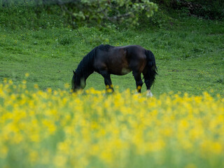 Horse Grazing in a Flowering Spring Meadow