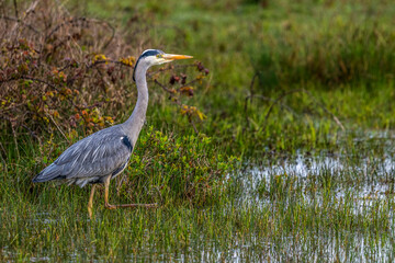 Obraz premium Héron cendré (Ardea cinerea - Grey Heron)