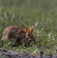 Baby bunny in the morning light