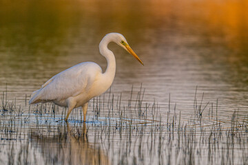 Grande Aigrette (Ardea alba - Great Egret)