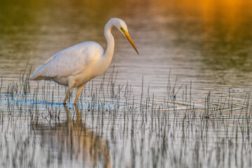 Grande Aigrette (Ardea alba - Great Egret)
