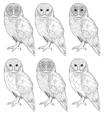 Detailed owl bird drawing Line Art coloring book realistic clipart design wild animal doodle graphic black white contour sketch outline print feathers ornamental pattern digital printable page png

