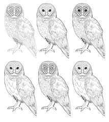 Detailed owl bird drawing Line Art coloring book realistic clipart design wild animal doodle graphic black white contour sketch outline print feathers ornamental pattern digital printable page png
