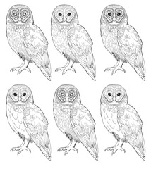 Detailed owl bird drawing Line Art coloring book realistic clipart design wild animal doodle graphic black white contour sketch outline print feathers ornamental pattern digital printable page png
