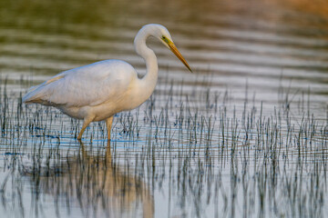 Grande Aigrette (Ardea alba - Great Egret)