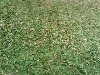 green grass background