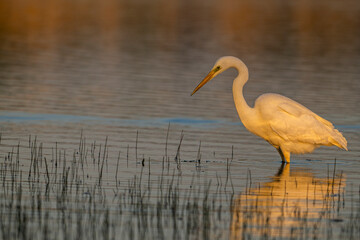 Grande Aigrette (Ardea alba - Great Egret)