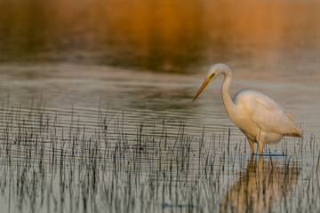 Grande Aigrette (Ardea alba - Great Egret)