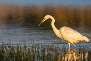 Grande Aigrette (Ardea alba - Great Egret)