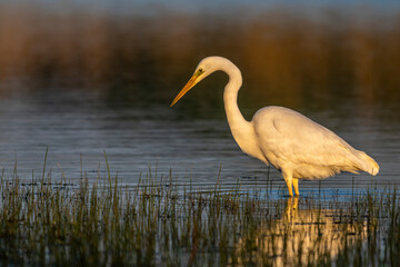 Grande Aigrette (Ardea alba - Great Egret)