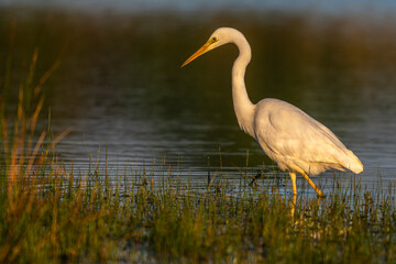 Grande Aigrette (Ardea alba - Great Egret)