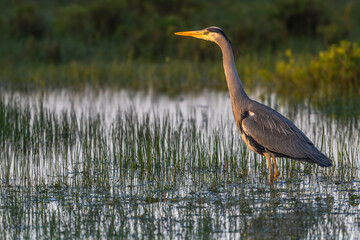 Héron cendré (Ardea cinerea - Grey Heron)