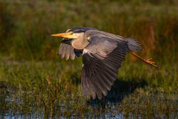 Héron cendré (Ardea cinerea - Grey Heron)