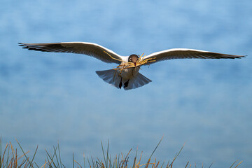Mouette rieuse (Chroicocephalus ridibundus - Black-headed Gull)