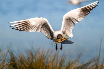 Mouette rieuse (Chroicocephalus ridibundus - Black-headed Gull)