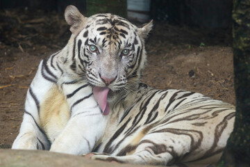 Close up white tiger is sit down and rest on floor