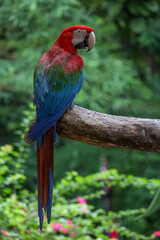 Close up the red macaw parrot bird in garden