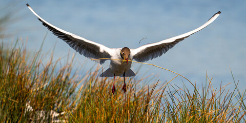 Mouette rieuse (Chroicocephalus ridibundus - Black-headed Gull)