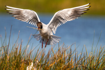 Mouette rieuse (Chroicocephalus ridibundus - Black-headed Gull)