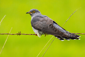 Coucou gris (Cuculus canorus, Common Cuckoo)