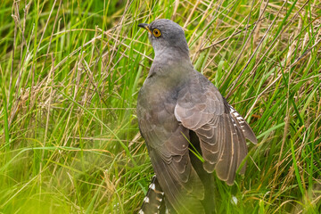 Coucou gris (Cuculus canorus, Common Cuckoo)